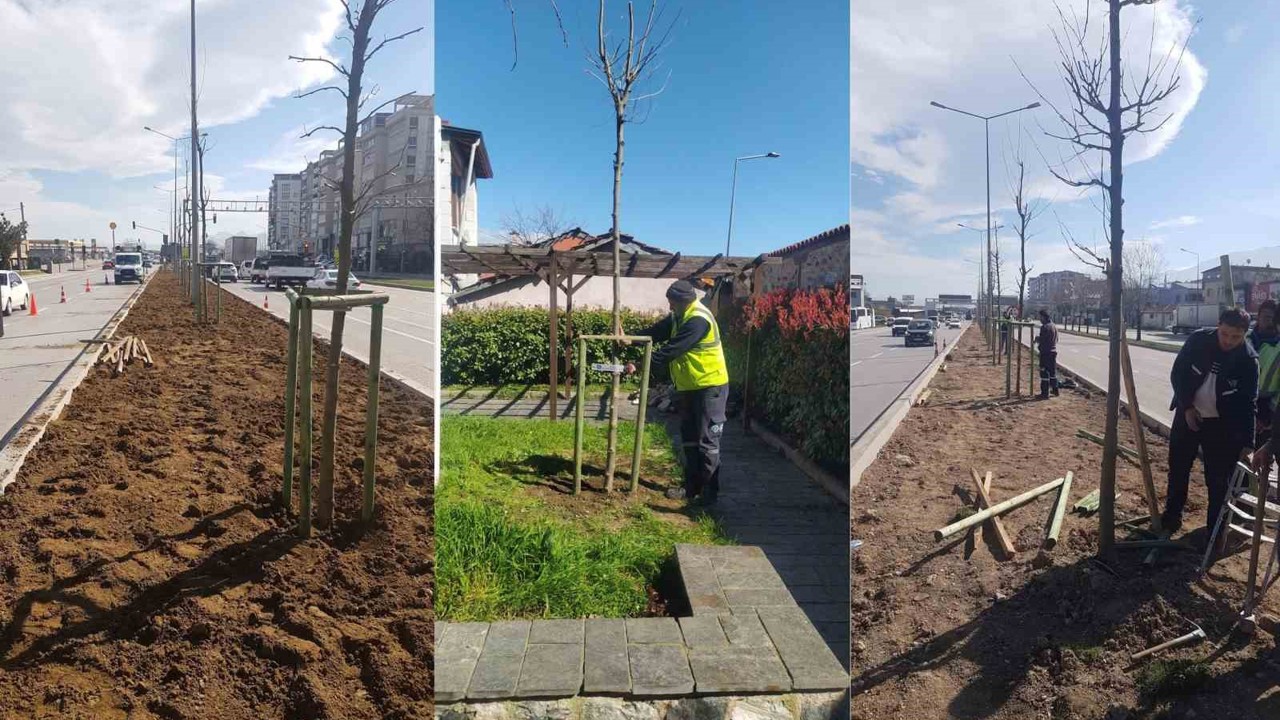 Bursa’nın 700 yıllık mirası 700 çınarla kök salıyor
