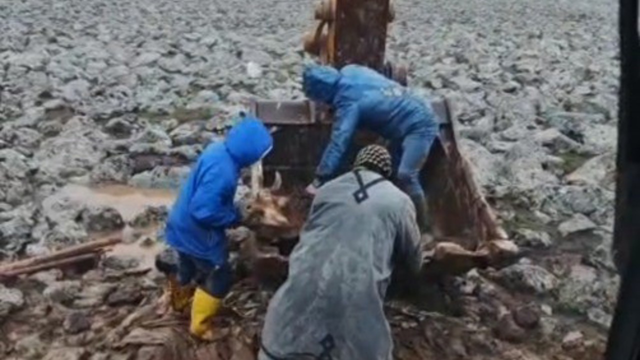 Şanlıurfa’da çamura saplanan inek kepçe yardımıyla kurtarıldı
