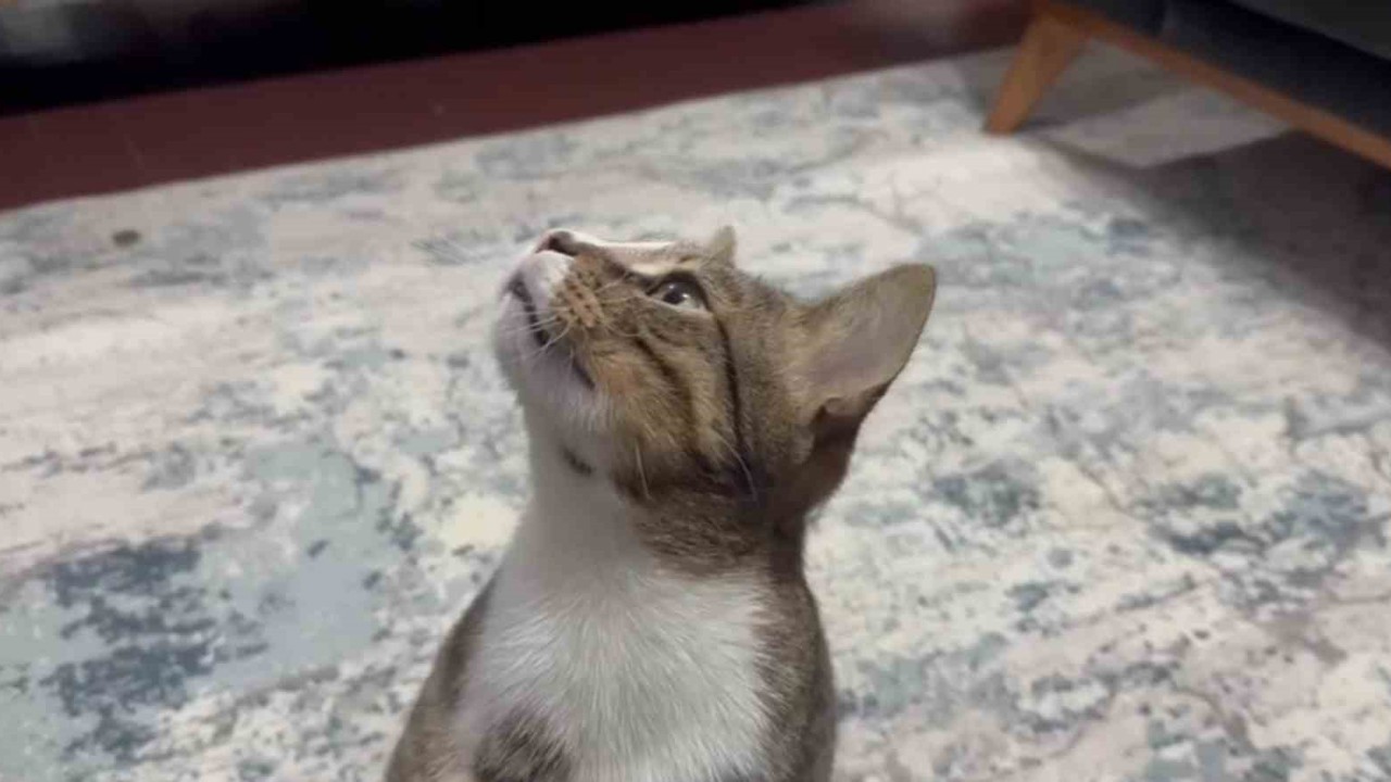 Dört yıldır kusan kedinin midesinden buzdolabı vakumu çıktı
