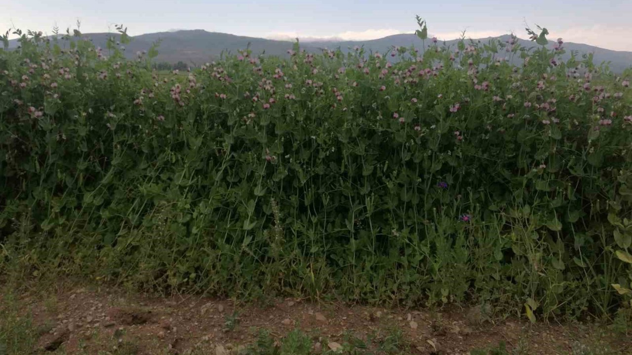 Bayburt’ta yüzde 50 hibeli bezelye tohumu desteğinde başvurular 23 Mart’ta başlıyor
