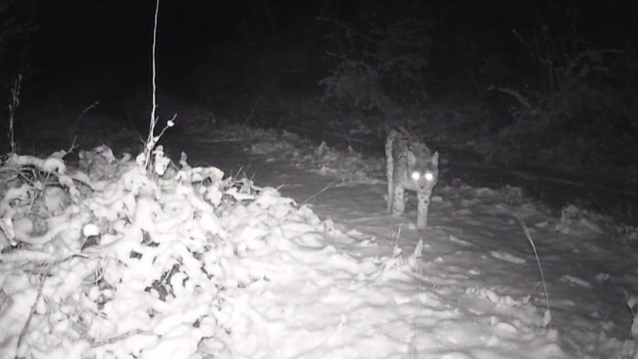 Erzincan’da yaban hayatı fotokapanla görüntüleniyor

