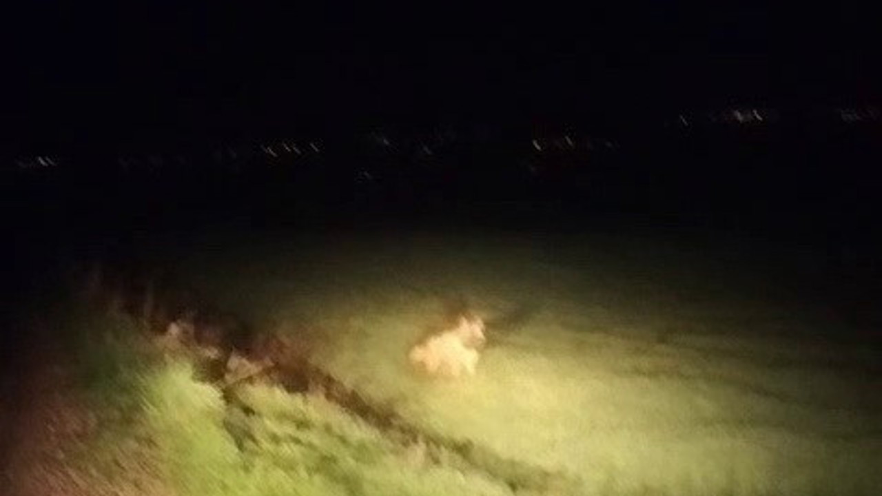 Adıyaman’da çizgili sırtlan görüldü
