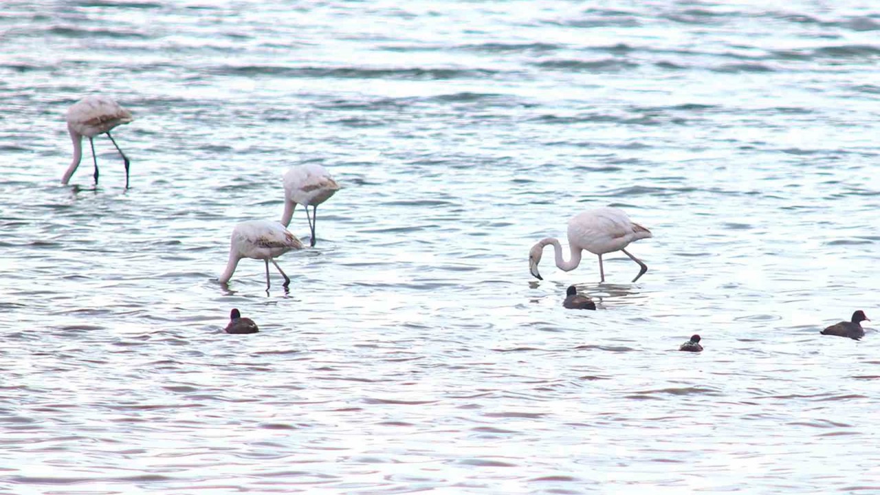 Flamingolar Van Gölü Havzası’na geri döndü
