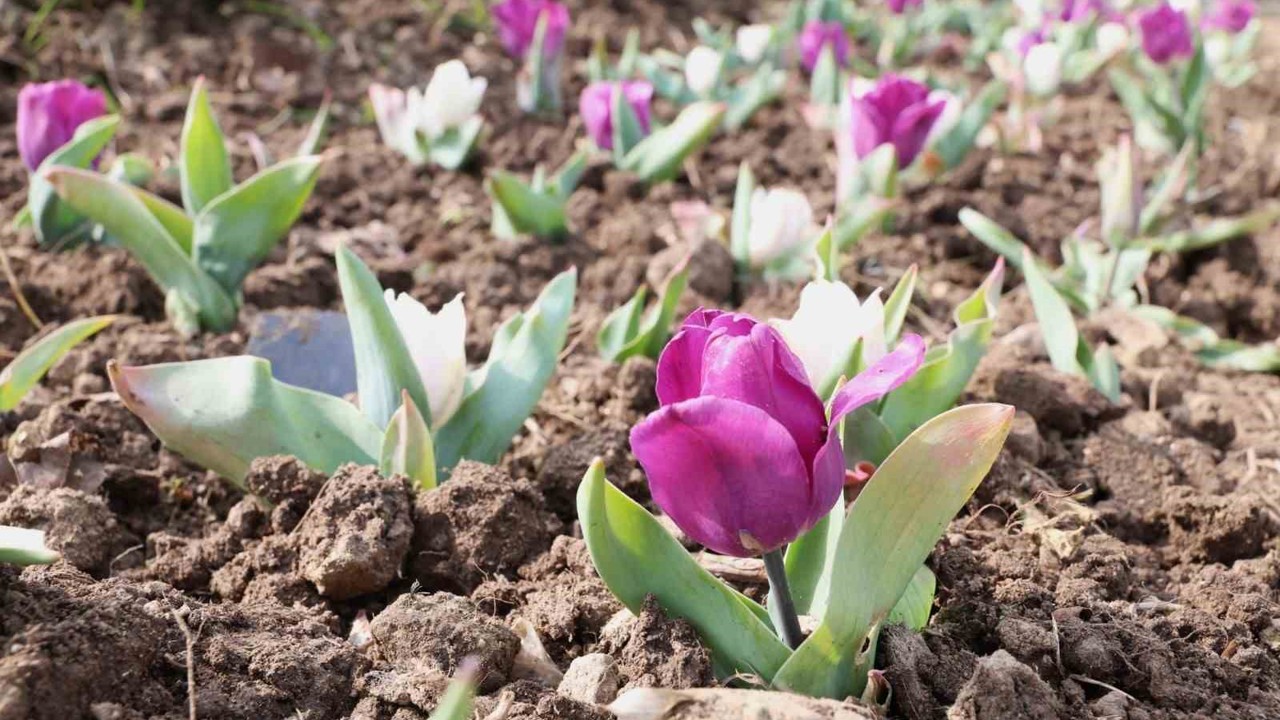 Osmangazi’nin her bir noktası çiçek açtı
