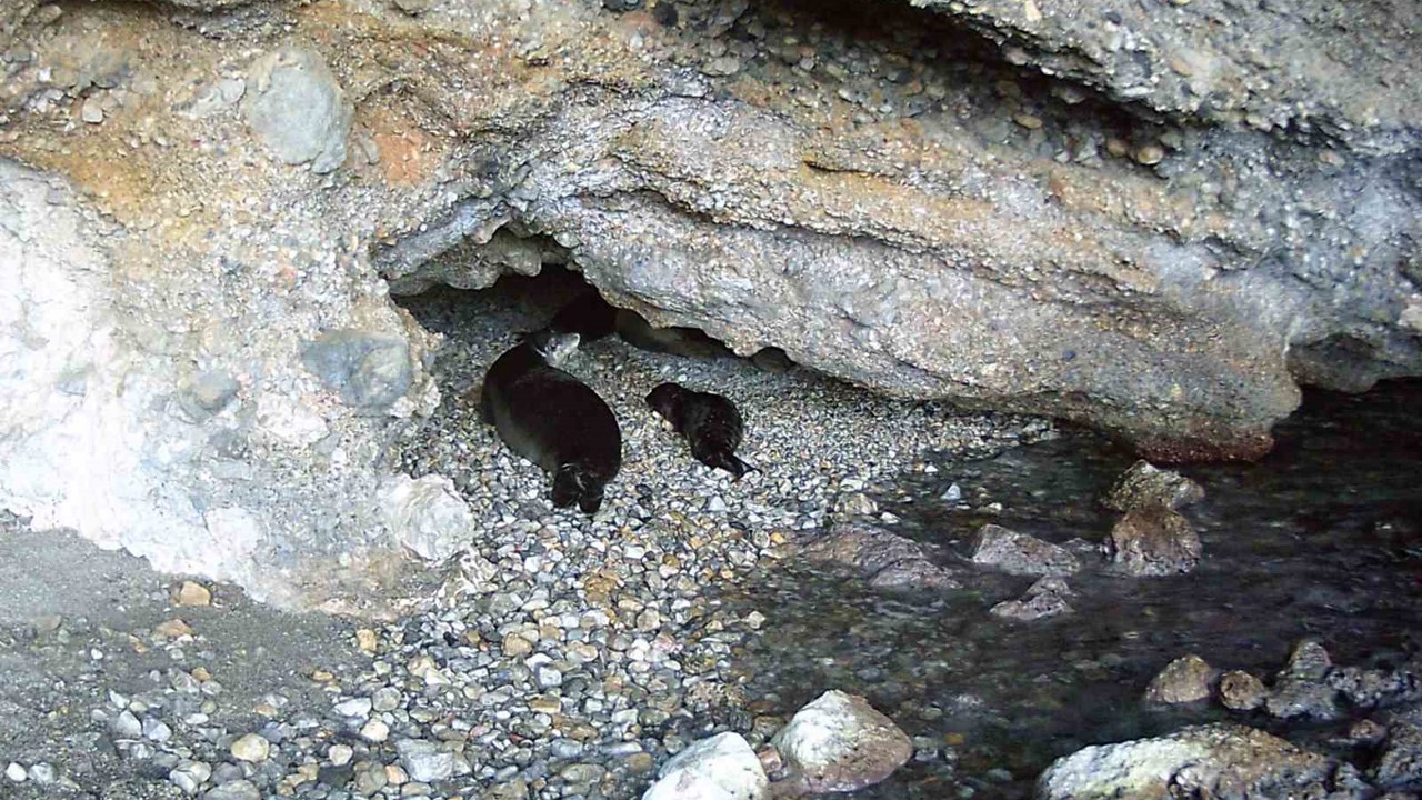 Akdeniz keşiş foku yaşam alanlarına insan baskısı
