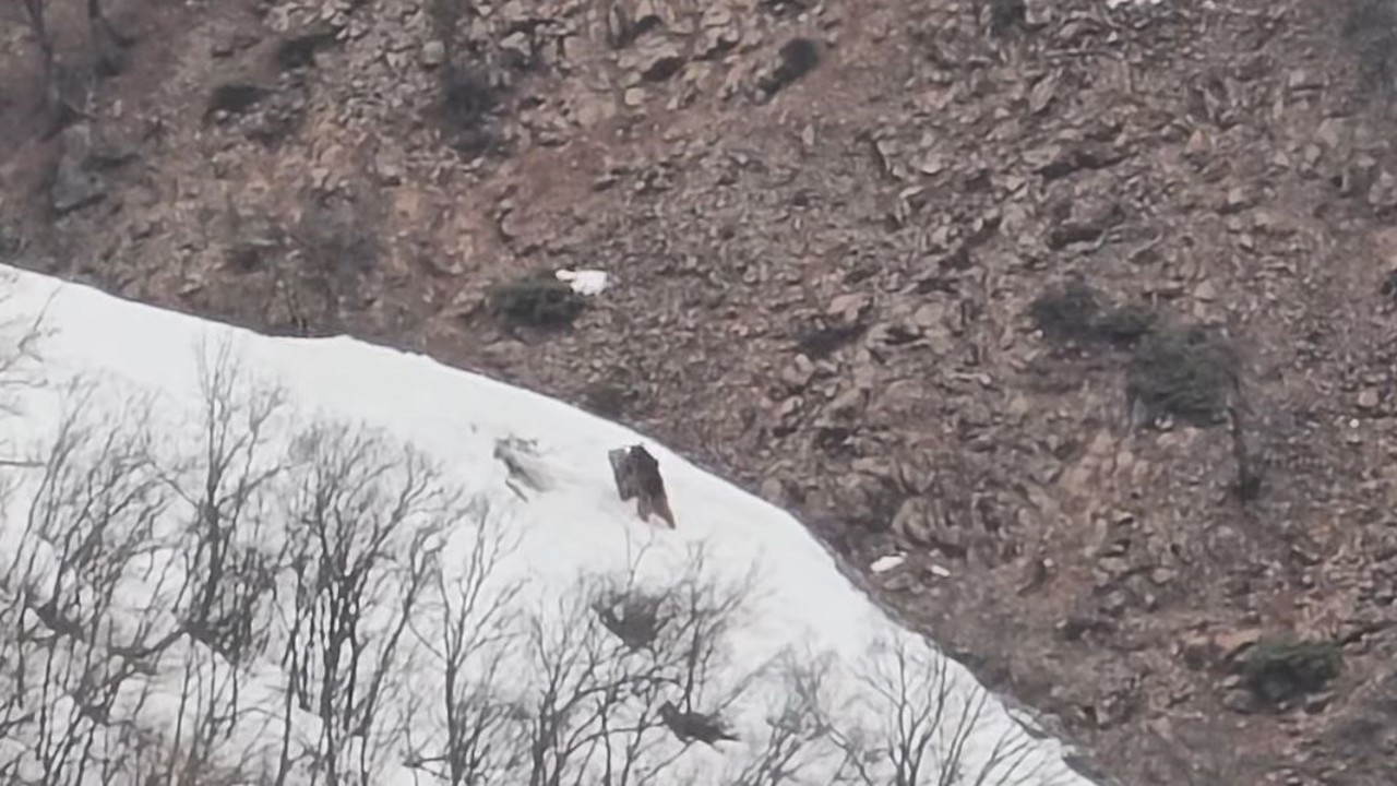 Pülümür Vadisi’nde oyun oynayan ayılar görüntülendi
