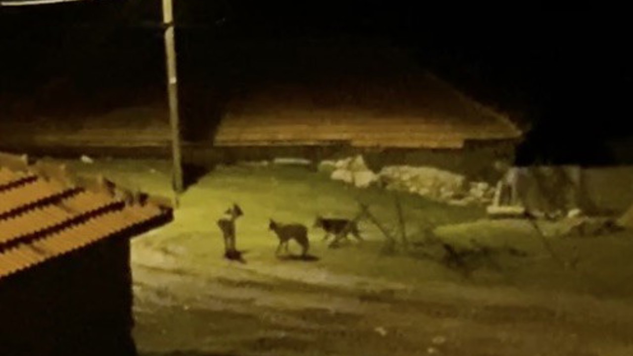 Köye inen kurt sürüsü kamerada
