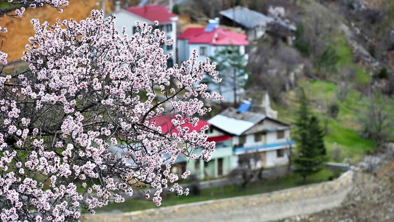 Gümüşhane’de baharın renkleri kışın beyazıyla kucaklaştı
