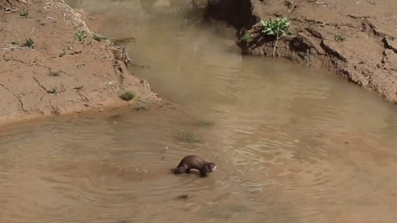 Erzurum’da nesli tehdt altındaki su samuru görüntülendi
