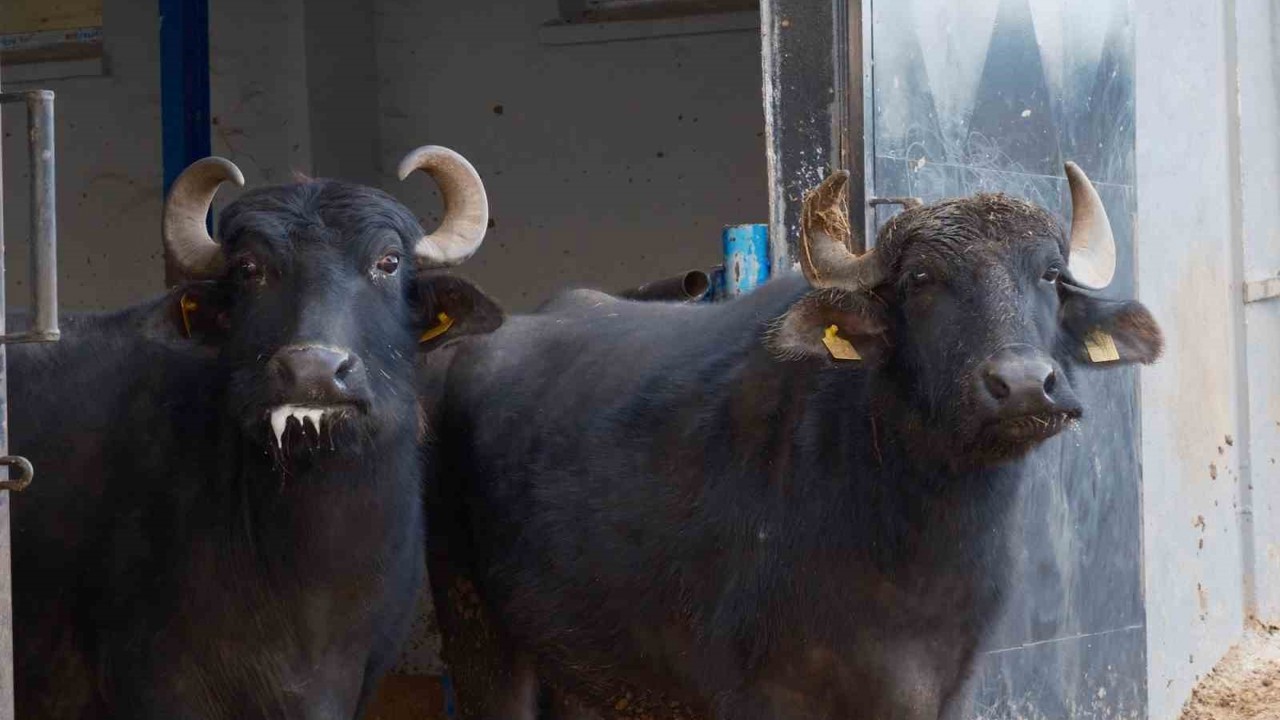 Türkiye’nin yeni manda ırkı Murana süt verimi ile dikkat çekiyor
