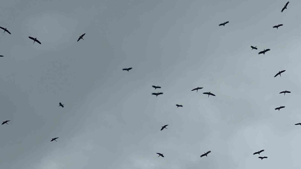 "Bolluk" müjdecisi leylek sürüsü Bursa semalarında görüldü
