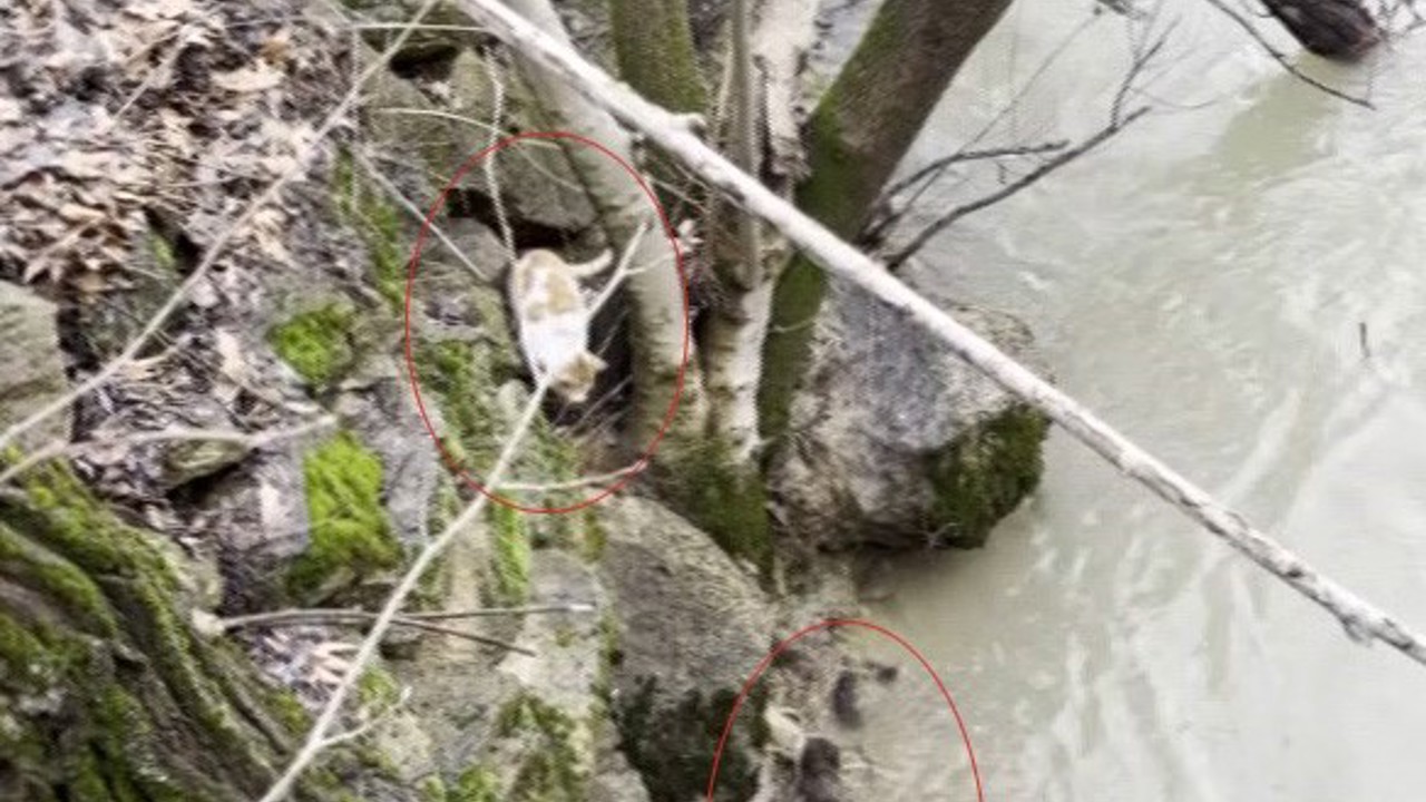 Kedi ile su samurunun saklambaç oyunu kameraya yansıdı
