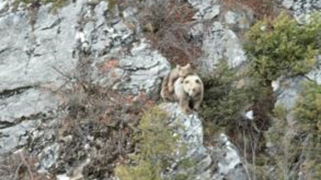 Anne boz ayı sırtındaki yavrusu ile dron kamerasına yakalandı
