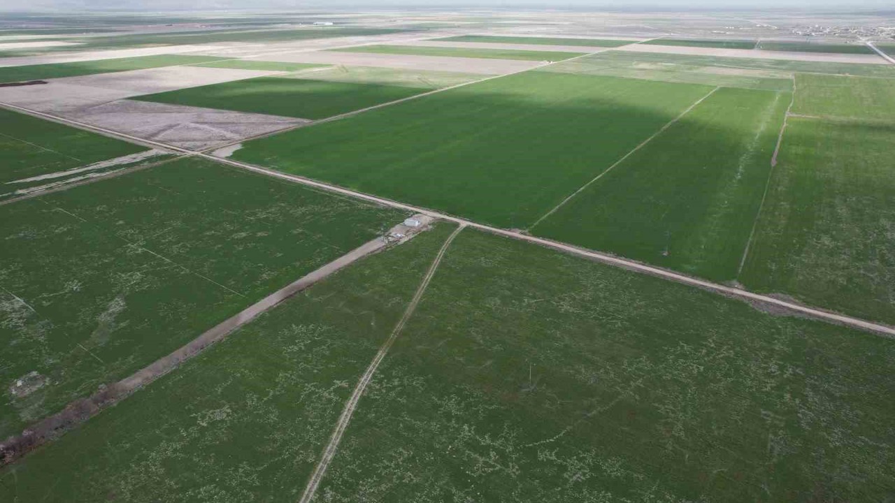 Çiftçilere hububata hastalık gelmeden erken müdahale uyarısı
