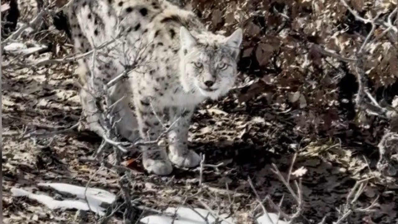 Köyün içerisine giren vaşak görüntülendi
