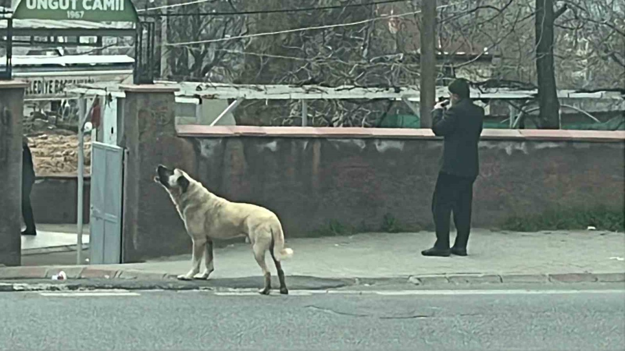 Ezanla birlikte uluyan köpek dikkat çekti
