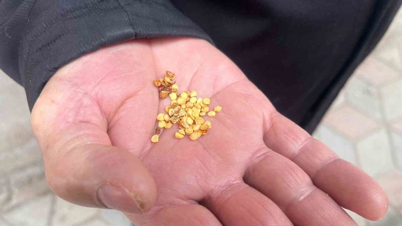 Ata tohumlarla tarımın hafızasını yaşatıyor
