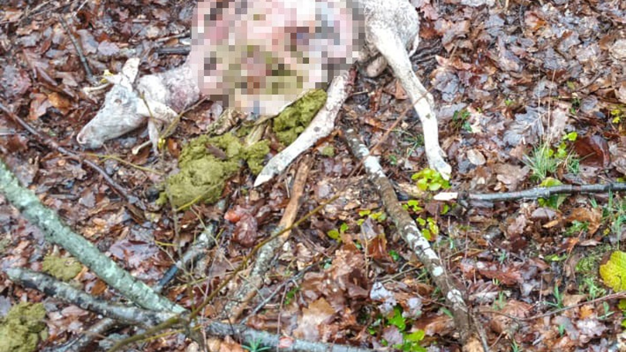 Sürüye kurt saldırdı: 18 koç ve 5 teke telef oldu
