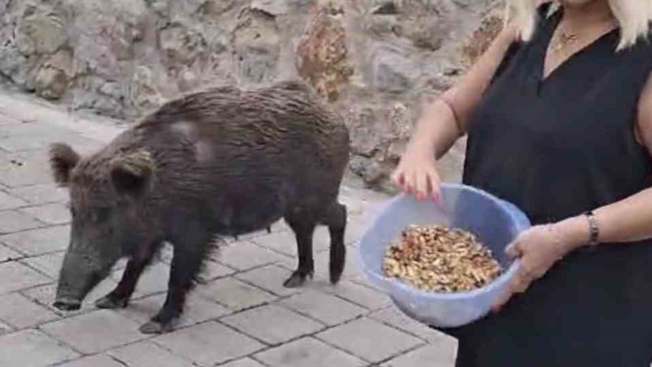 Safiye Soyman kapısına gelen domuzu elleriyle besledi
