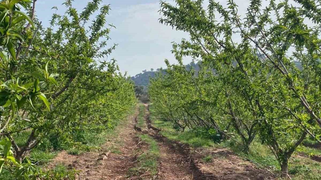 Ağaçlar çiçek açtı, bahçelerde meyve tutumu takibi yapıldı
