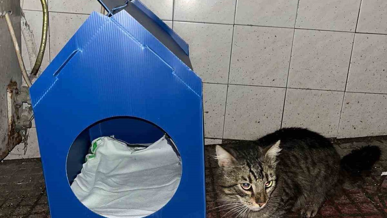 El emeğiyle yaptı, sokak kedilerine yuva oldu
