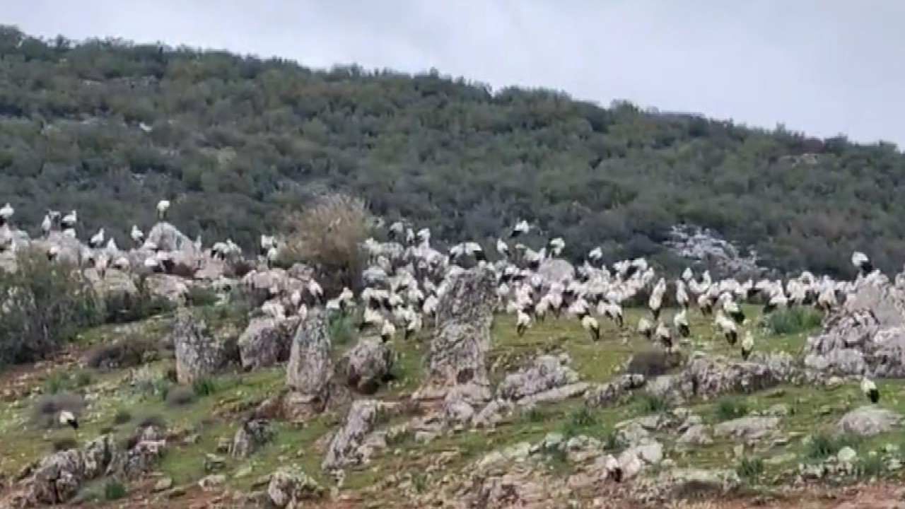 İslahiye’de leylek akını
