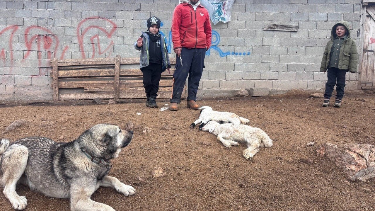 Erzincan’da kuzu telefleriyle ilgili numuneler laboratuvara gönderildi
