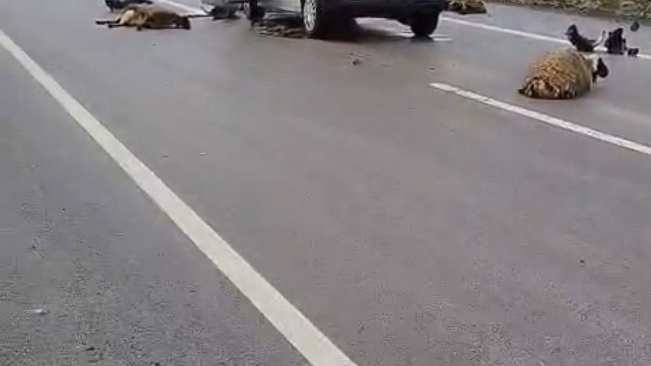 Şanlıurfa’da araç koyun sürüsüne çarptı: 10 koyun telef oldu
