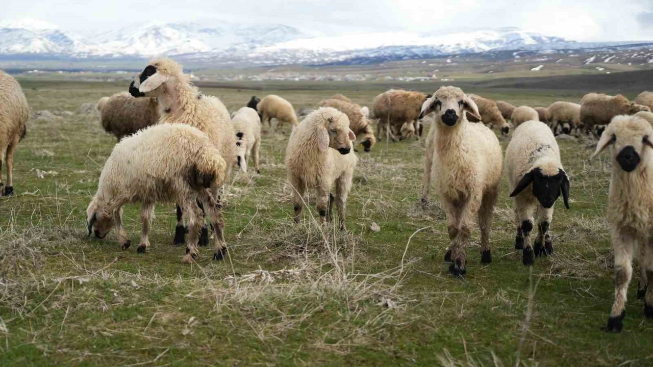 Muş Ovası kuzu sesleriyle şenlendi
