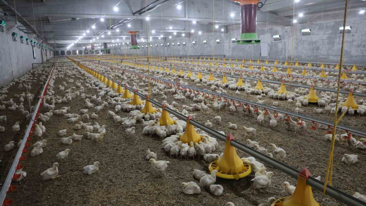 Devletten aldığı destekle ikinci çiftliğini açtı
