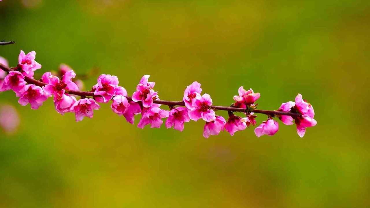 İznik Ovası’nda bahar şöleni : Şeftali bahçeleri kartpostallık görüntüler oluşturdu
