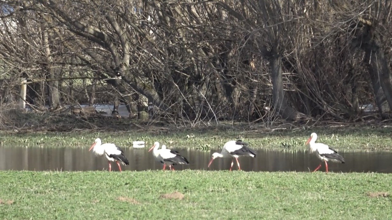 Baharın müjdecisi leylekler görsel şölen oluşturdu
