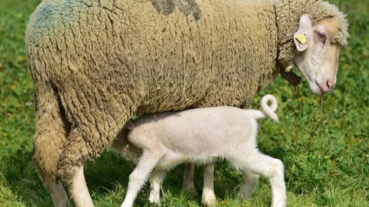 Üniversitenin yavru kuzuları anaları ile buluştu
