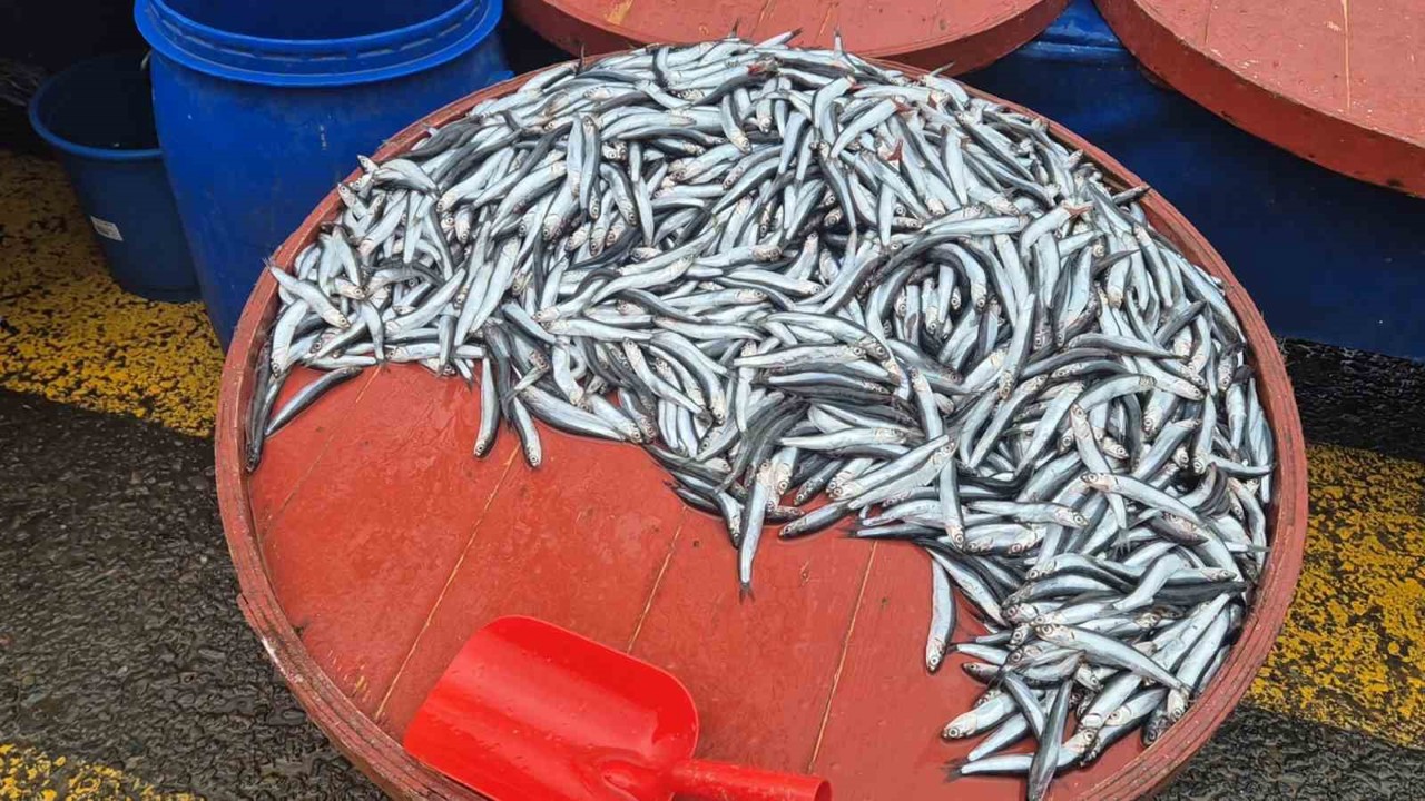 Pazarda hamsinin kilosu 200 liraya çıktı
