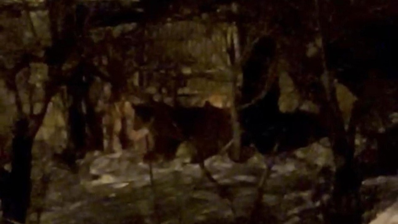 Hakkari’de aç ayılar mahalleye indi
