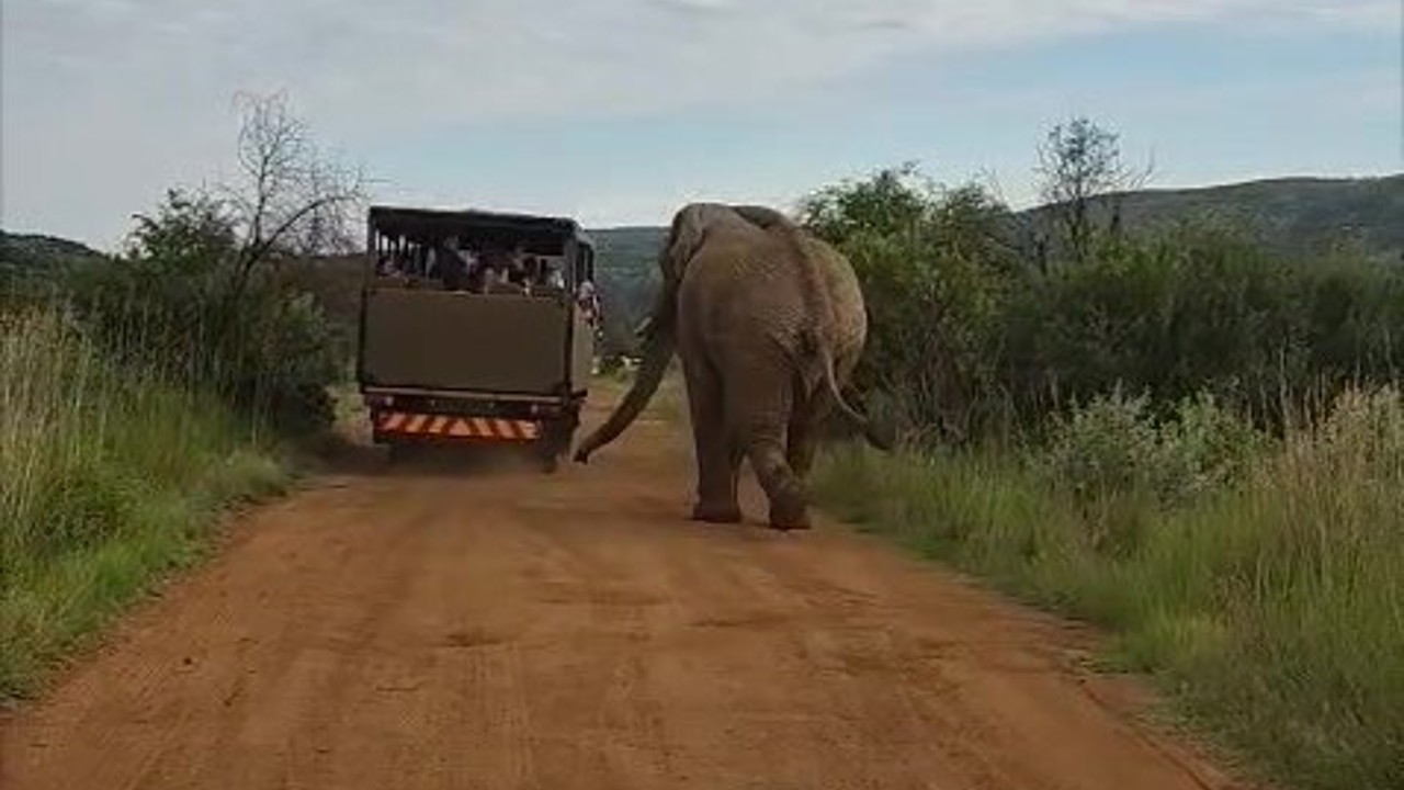 Safari turunda Türk turistleri fil kovaladı
