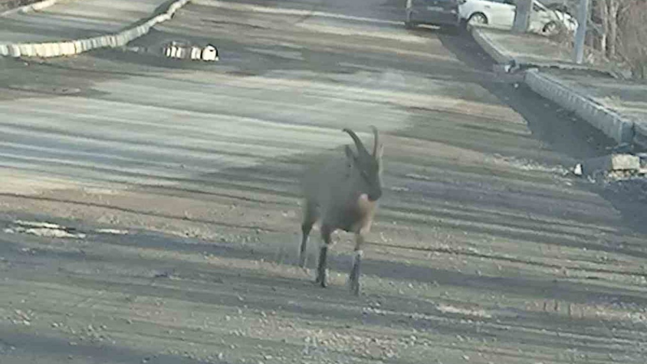 Dağ keçisi ilçe merkezine indi: Vatandaşları hayrete düşürdü
