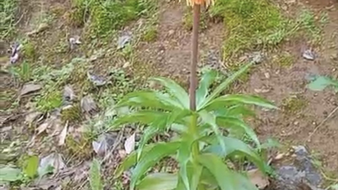 Bu çiçeği koparmanın cezası ikinci el araba fiyatını geçiyor
