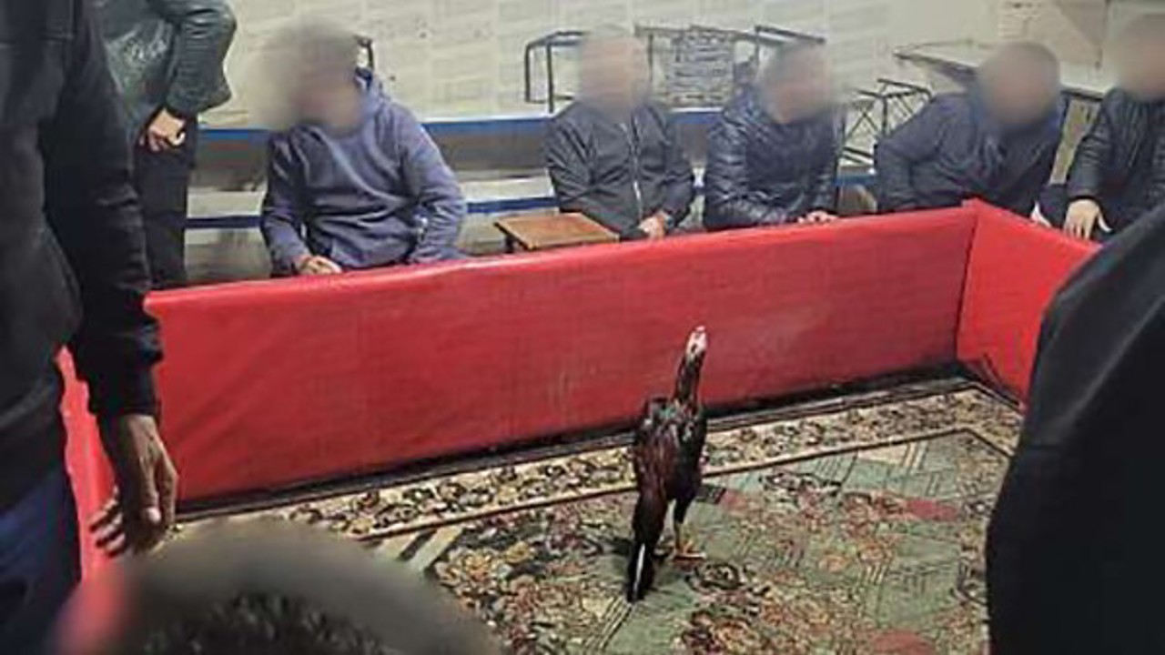 Siirt’te horoz dövüşüne suçüstü operasyon: 60 kişi yakalandı
