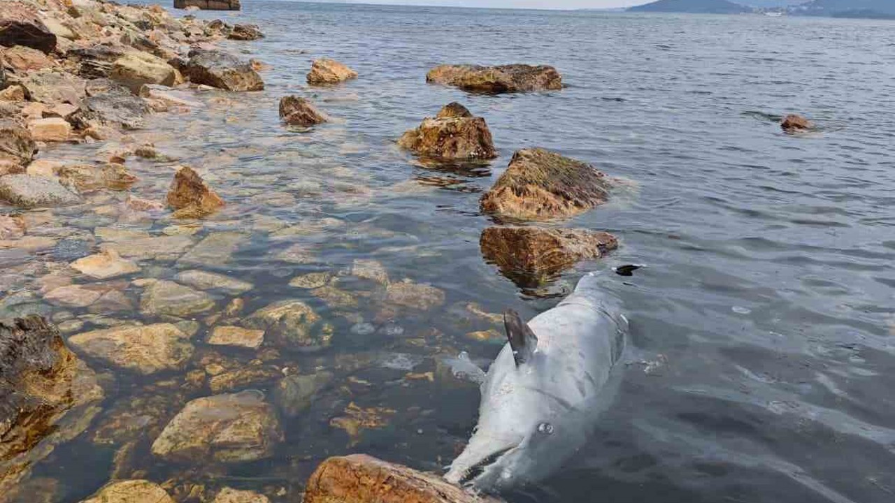Kınalıada Sahili’nde üzücü görüntü: Ölü yunus kıyıya vurdu
