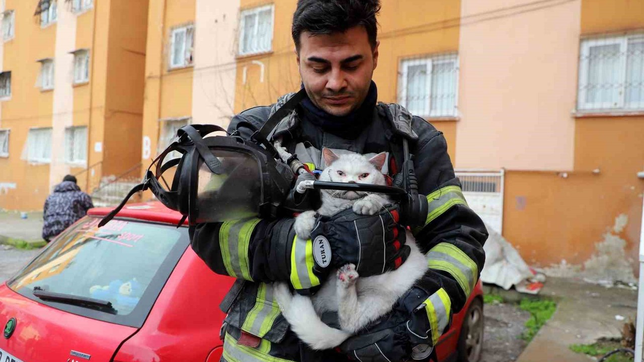 Alevlerin arasından kurtarıldı: İtfaiye hamile kediyi sağ salim çıkardı
