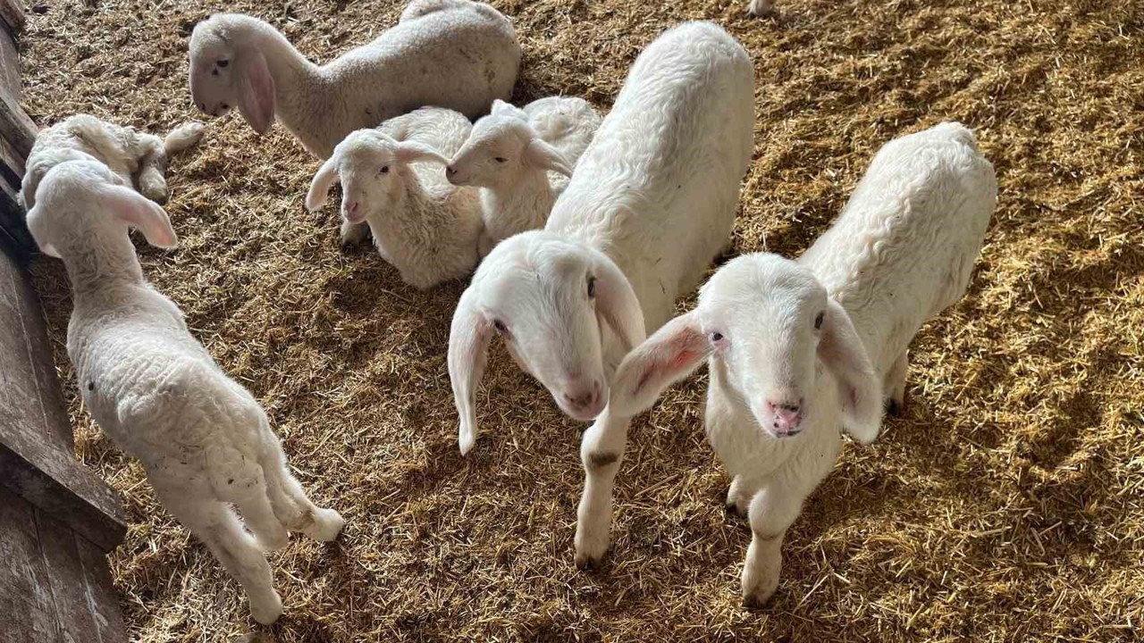 Kurbanlıklar görücüye çıkmaya başladı
