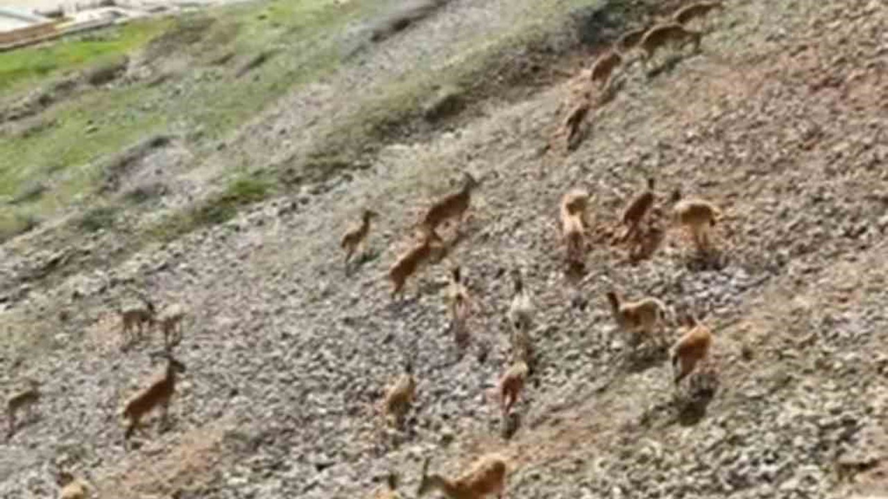 Dağ keçileri Palu Kalesi’nde
