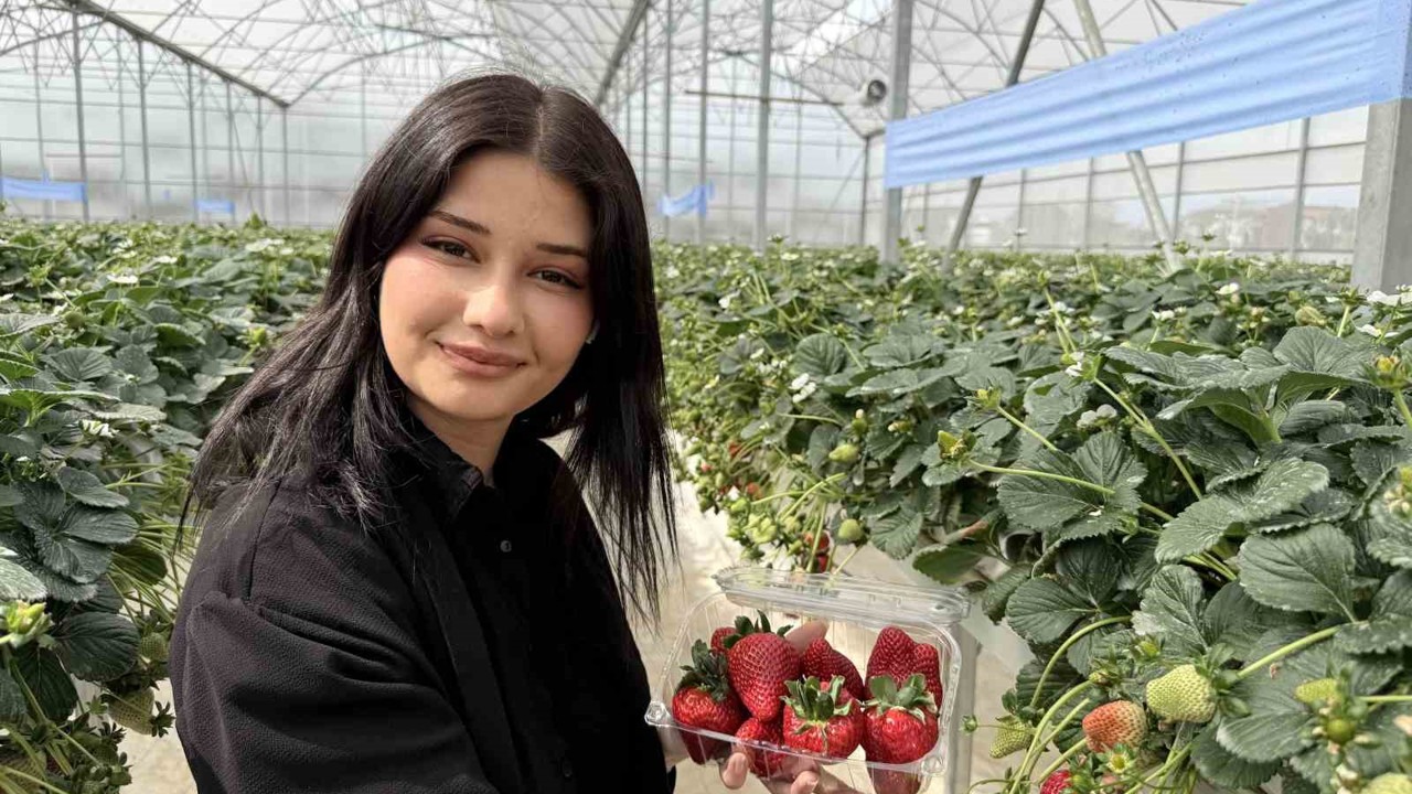 Tarsus’ta topraksız tarımda ilk çilek hasadı yapıldı
