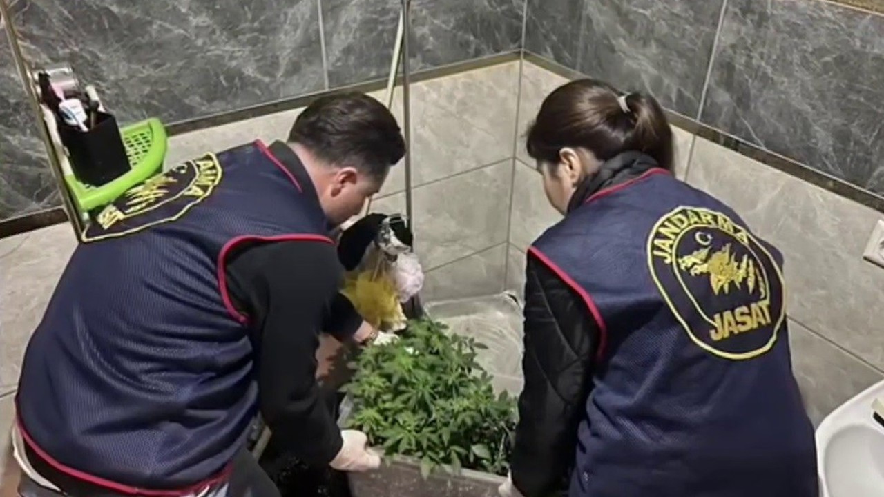 Evlerinde saksı içerisinde kenevir yetiştiren tacirlere operasyon
