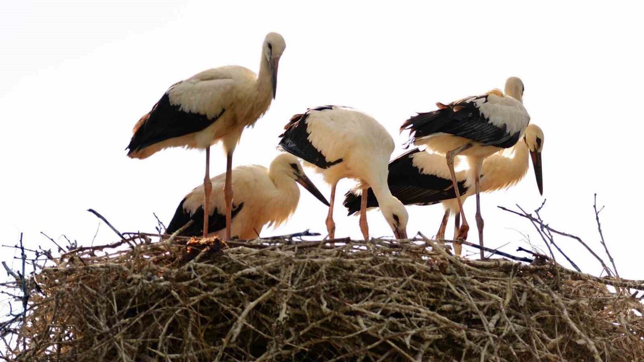 Baharın habercisi leylekler Erzincan’a erken geldi
