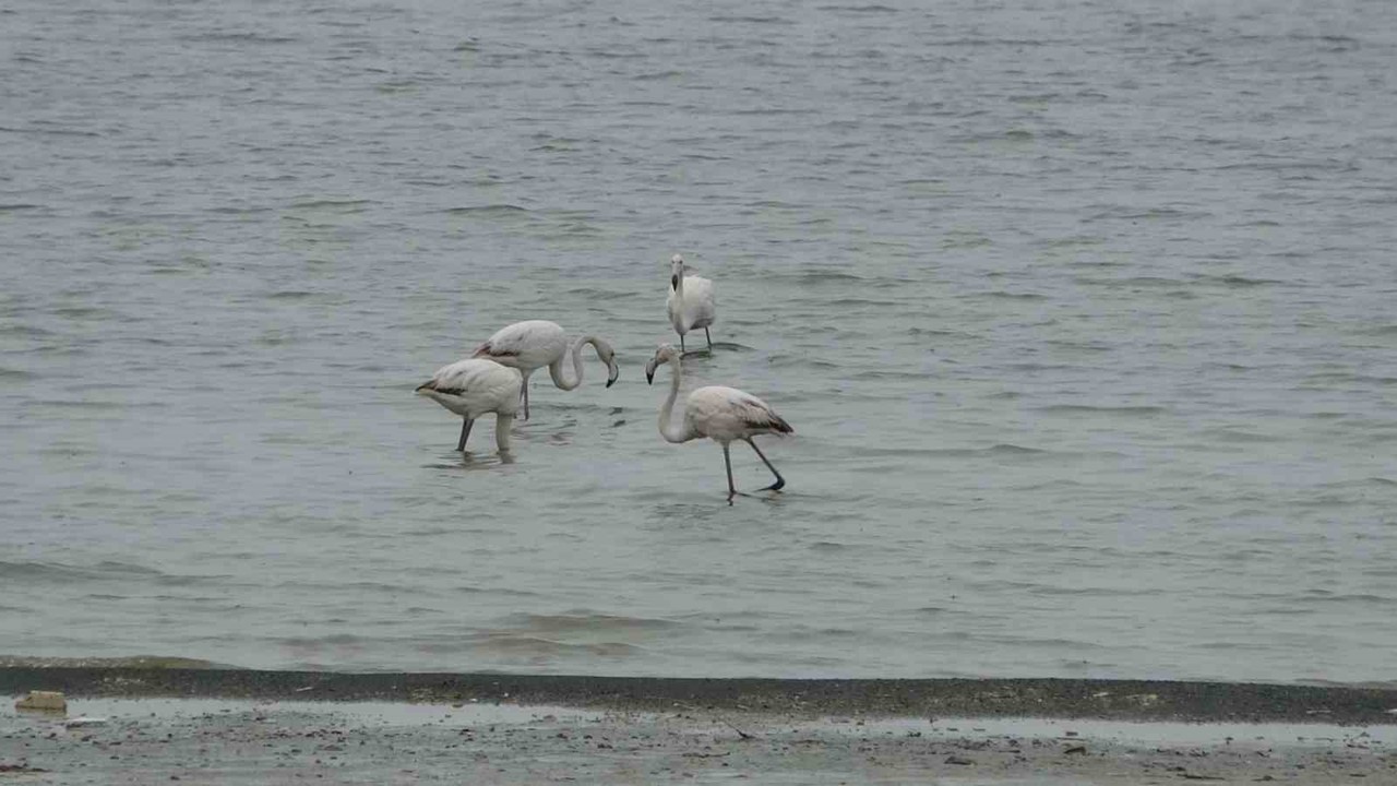 Allı turnalar bu yıl Van’a erken geldi
