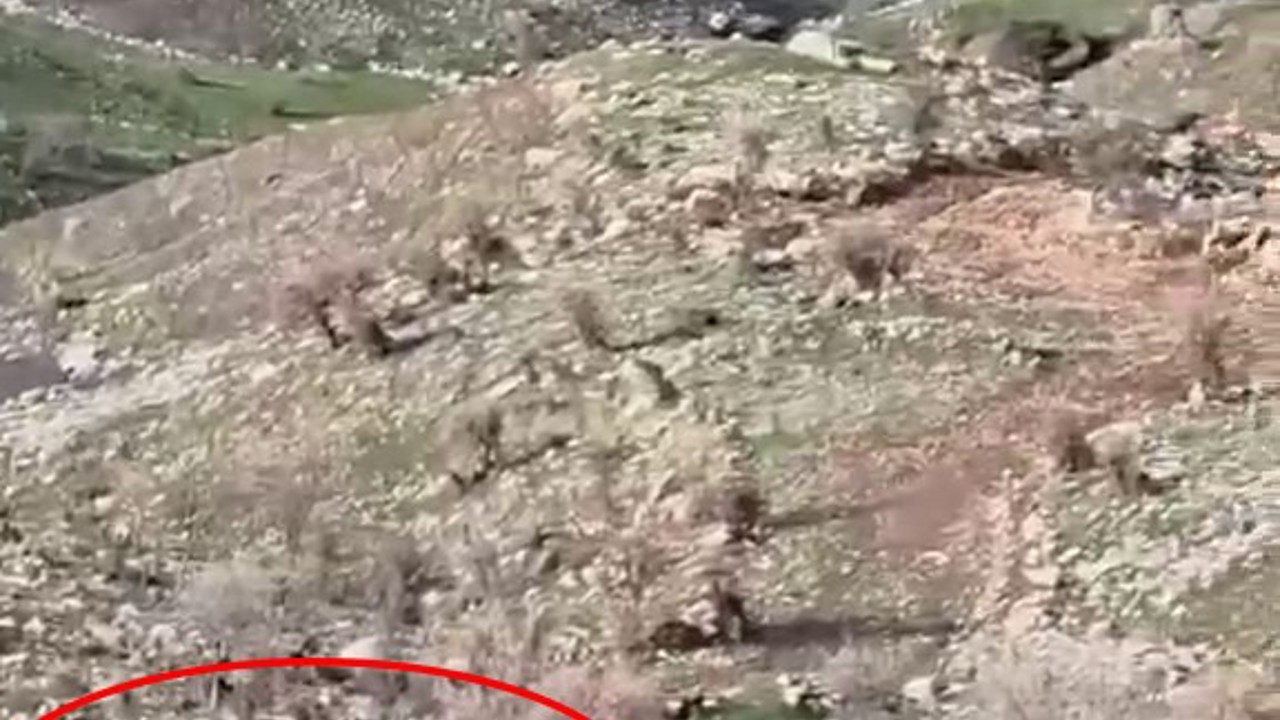 Domuzlar koyun sürüsüne saldırdı, çoban köpeği kovaladı
