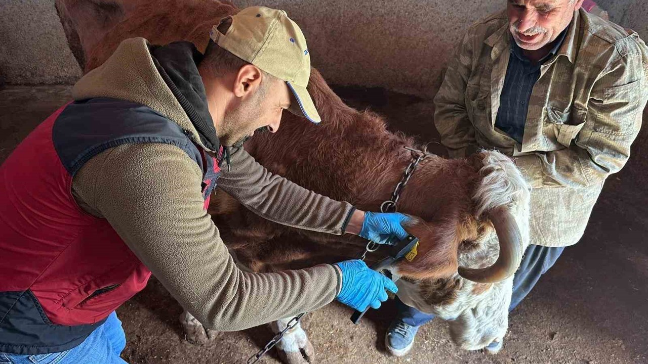 Tunceli’de şap aşılama kampanyası sürüyor
