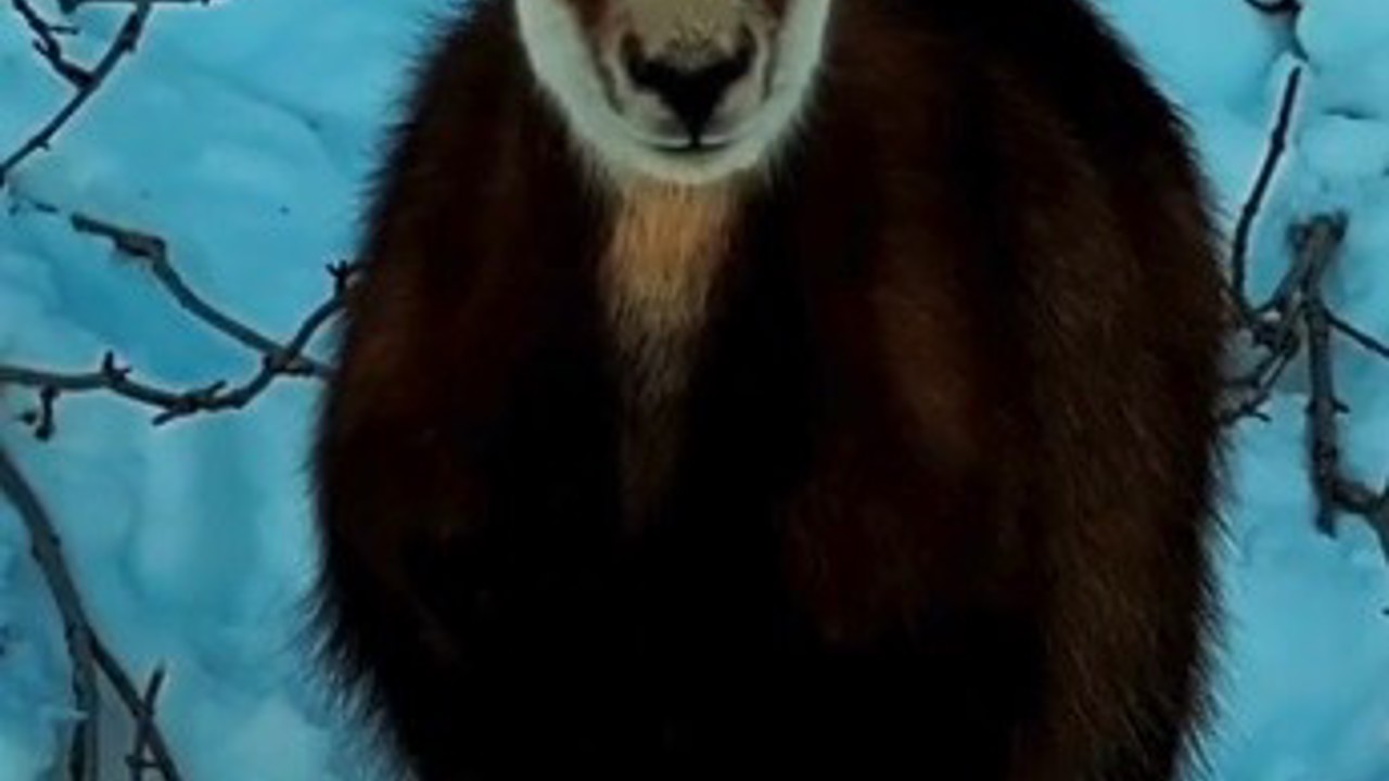 Tunceli’de şamua sürüsü görüntülendi
